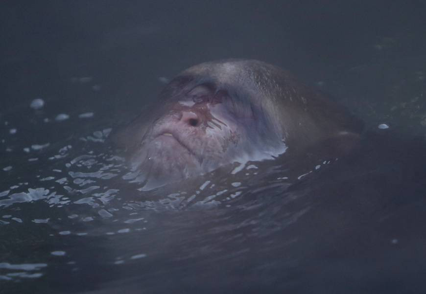 Chú khỉ thư giãn dưới dòng suối nước nóng. (Nguồn: Reuters)