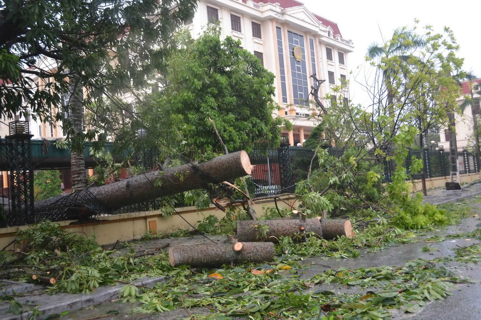 Tuyến đường Trần Hưng Đạo, thành phố Thái Bình ngổn ngang do cây đổ. Ảnh: (Ảnh: Thu Hoài/TTXVN)
