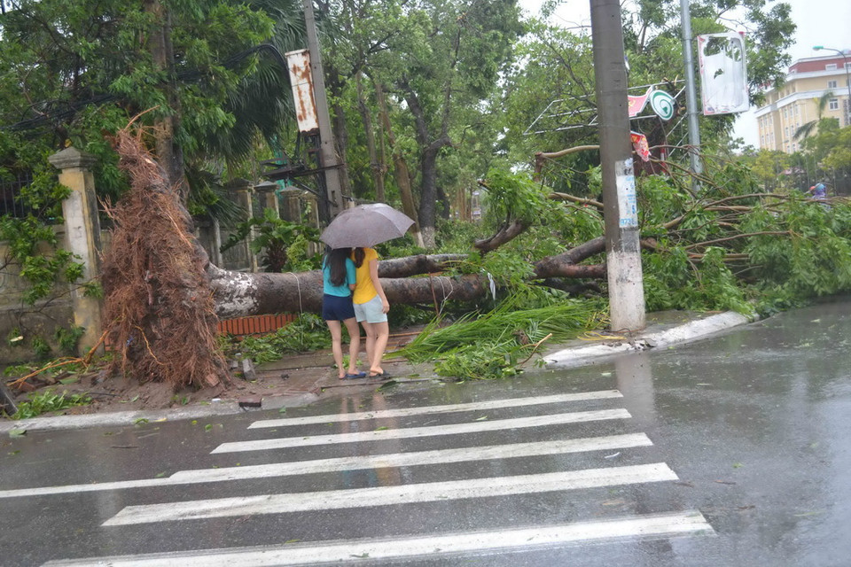 Cây đổ đường Lý Thường Kiệt, Tp. Thái Bình. Ảnh: (Ảnh: Thu Hoài/TTXVN)