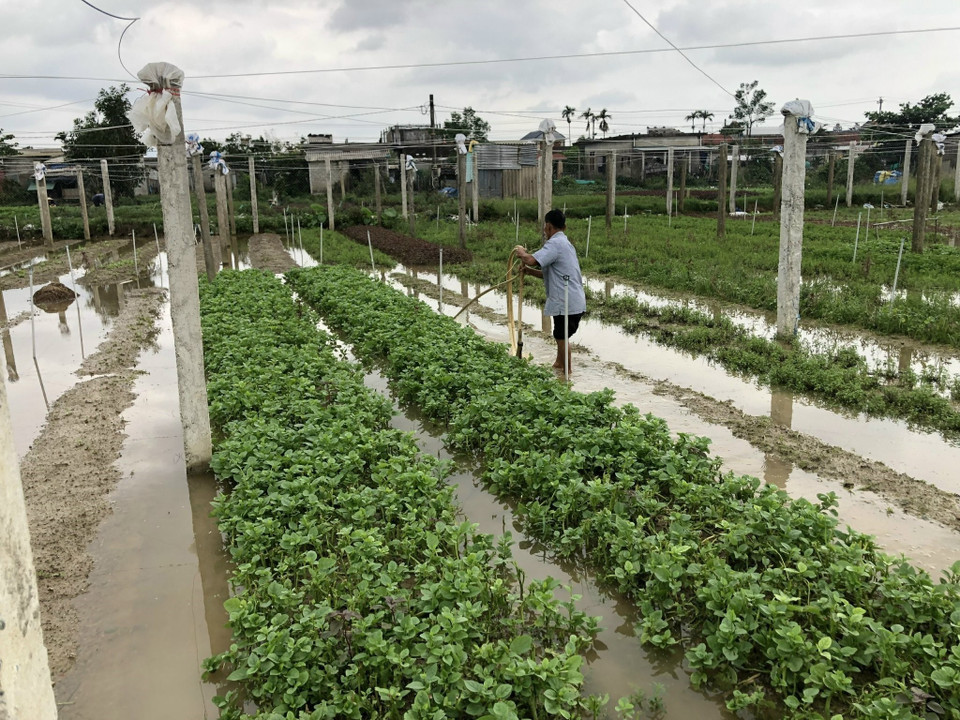 Vườn rau hoa màu của người dân huyện Quảng Điền bị ngập úng do mưa lớn nhiều ngày qua. (Ảnh: TTXVN phát)
