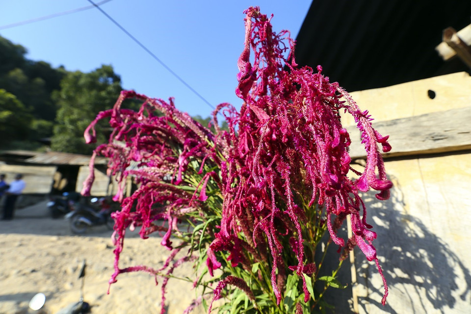 Hoa Mào gà không thể thiếu trong ngày tết của đồng bào dân tộc Cống. (Ảnh: Phan Tuấn Anh/TTXVN)