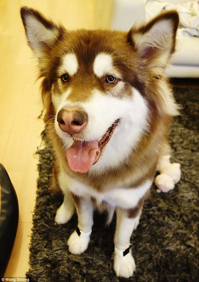 Chưa dừng ở đó, Wang Sicong còn đăng ảnh chó cưng đeo hai chiếc đồng hồ thông minh của hãng Apple bằng vàng thật ở hai chân trước. 