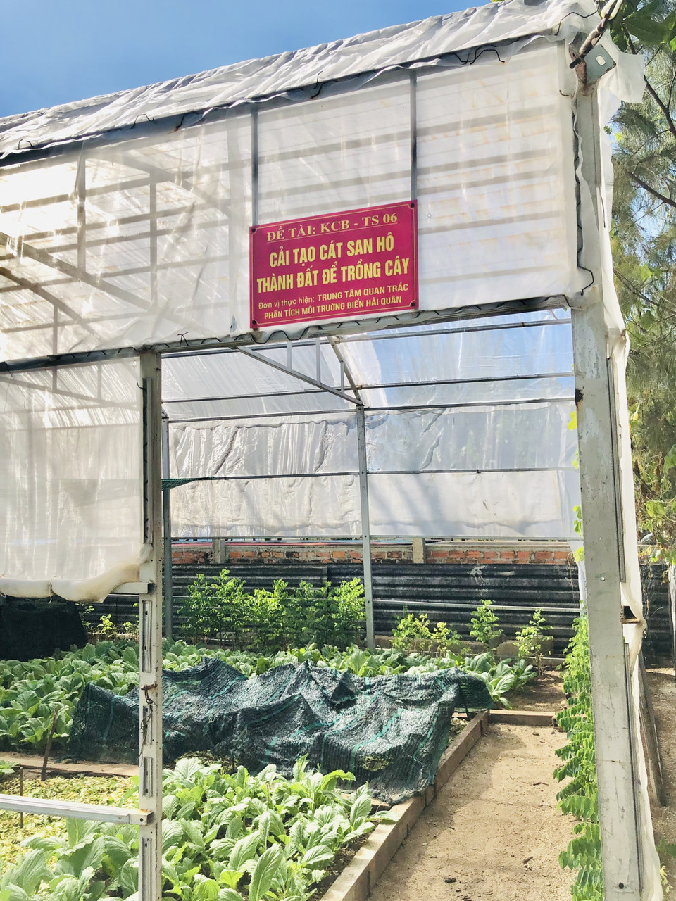 Trung tâm quan trắc phân tích môi trường biển Hải quân thực hiện đề tài cải tạo cát san hô thành đất để trồng cây trên đảo Sinh Tồn. (Ảnh: Tuyết Mai/TTXVN)