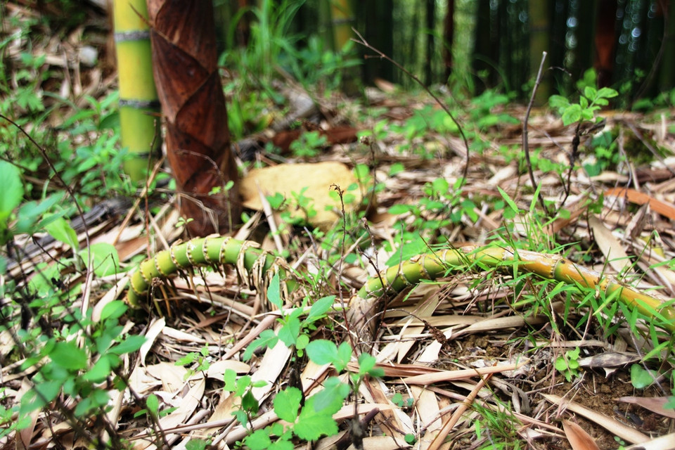 Thảm thực vật dưới rừng trúc. (Ảnh: Hùng Võ/Vietnam+)