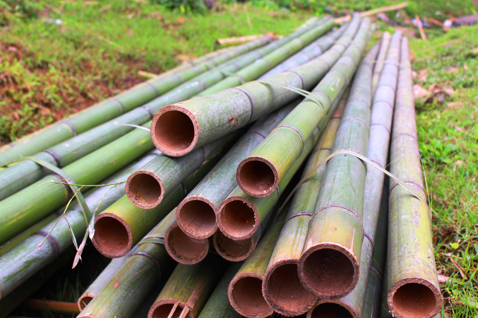 Trúc trồng ở tỉnh Cao Bằng thuộc họ trúc sào, thân cây cao, cứng và bền, sản xuất được nhiều mặt hàng gia dụng cũng như phục vụ cho xây dựng. (Ảnh: Hùng Võ/Vietnam+)