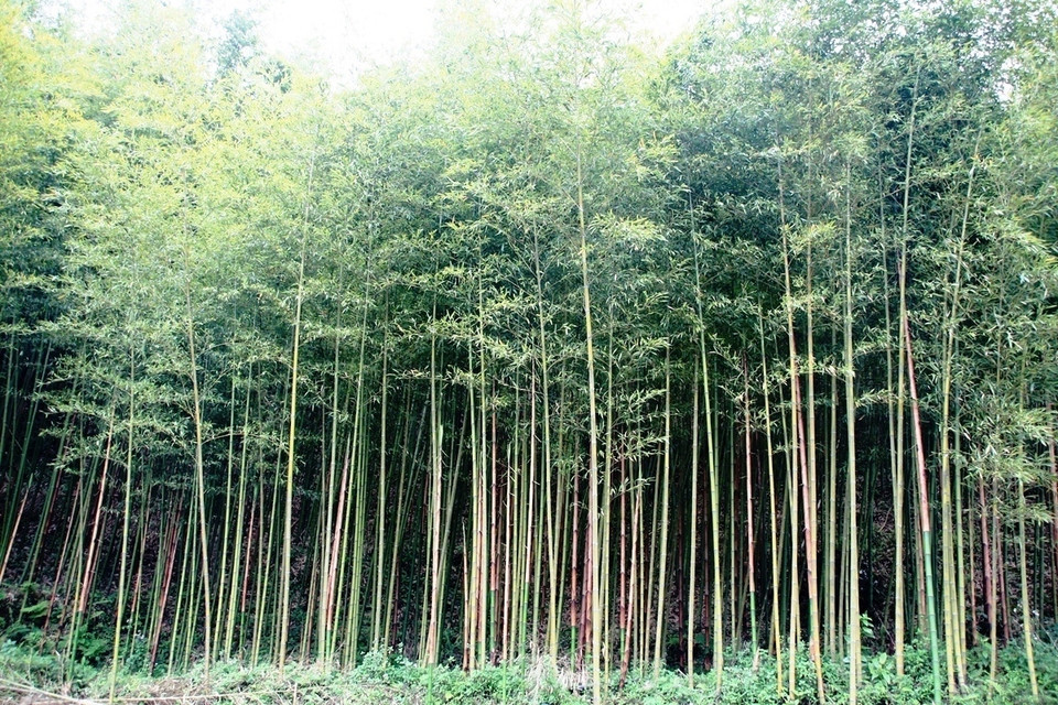 Hiện nay, toàn tỉnh đã có hơn 3.400 ha trúc, trong đó có hơn 1.600 ha đã cho khai thác. (Ảnh: Hùng Võ/Vietnam+)