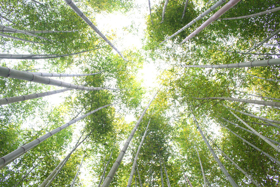 Nơi bạn có thể 'check-in' ở rừng trúc bạt ngàn xanh này là Lũng Pán, huyện Bảo Lạc, cách trung tâm thành phố Cao Bằng khoảng gần 100 km. (Ảnh: Hùng Võ/Vietnam+)