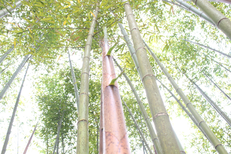 Nhiều rừng trúc sào đẹp như khung cảnh trong phim.(Ảnh: Hùng Võ/Vietnam+)