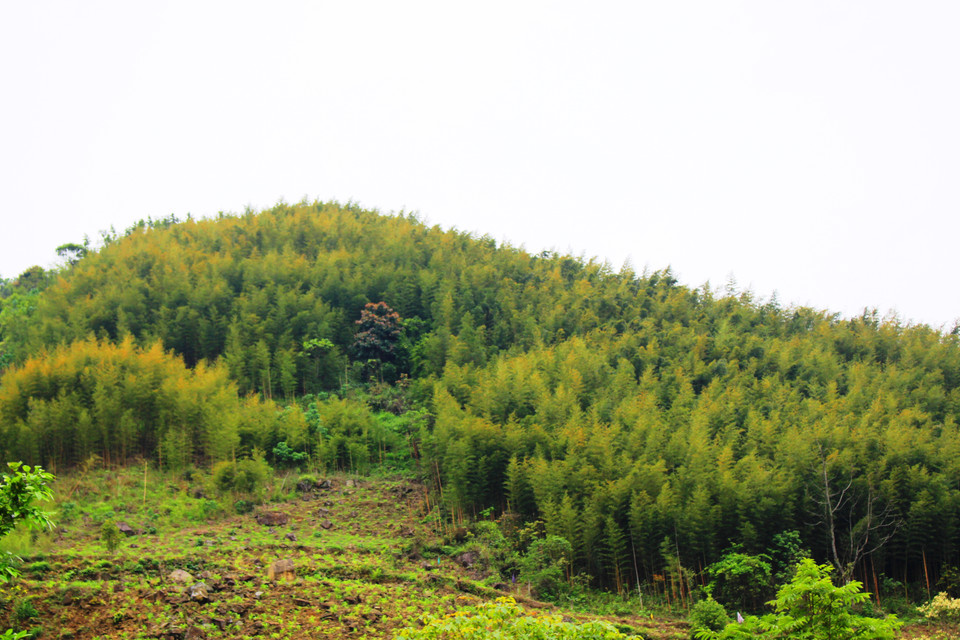 Hiện nay, toàn tỉnh đã có hơn 3.400 ha trúc, trong đó có hơn 1.600 ha đã cho khai thác. (Ảnh: Hùng Võ/Vietnam+)