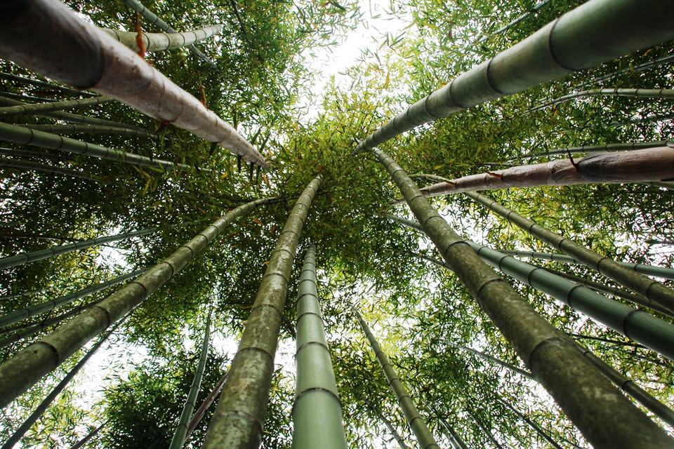 Những thân trúc cao vút. (Ảnh: Hùng Võ/Vietnam+)