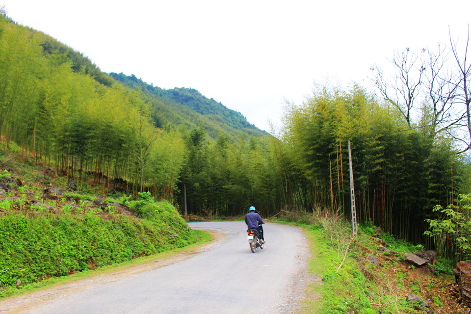 Với những ai từng yêu thích phim kiếm hiệp, ao ước được một lần tận mục sở thị rừng trúc trong phim, nên xách ba lô tới Cao Bằng. (Ảnh: Hùng Võ/Vietnam+)