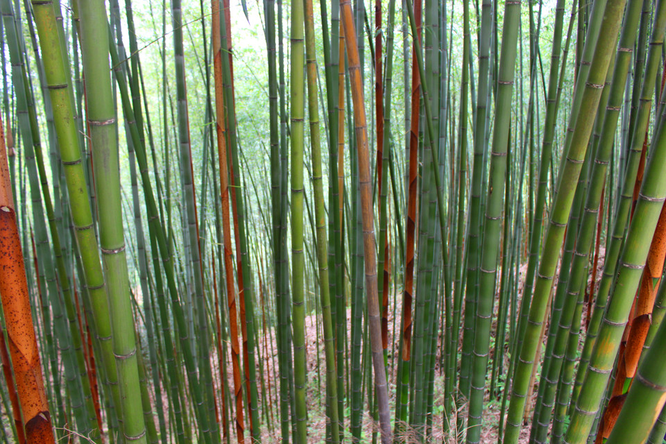 Những cánh rừng trúc sào đủ sắc màu. (Ảnh: Hùng Võ/Vietnam+)