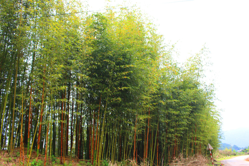 Càng đi sâu vào trong, khu rừng trúc càng uốn lượn, bao bọc xung quanh cung đường nhỏ khiến ai qua đây cũng mê mẩn.(Ảnh: Hùng Võ/Vietnam+)