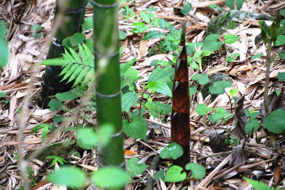 (Ảnh: Hùng Võ/Vietnam+)