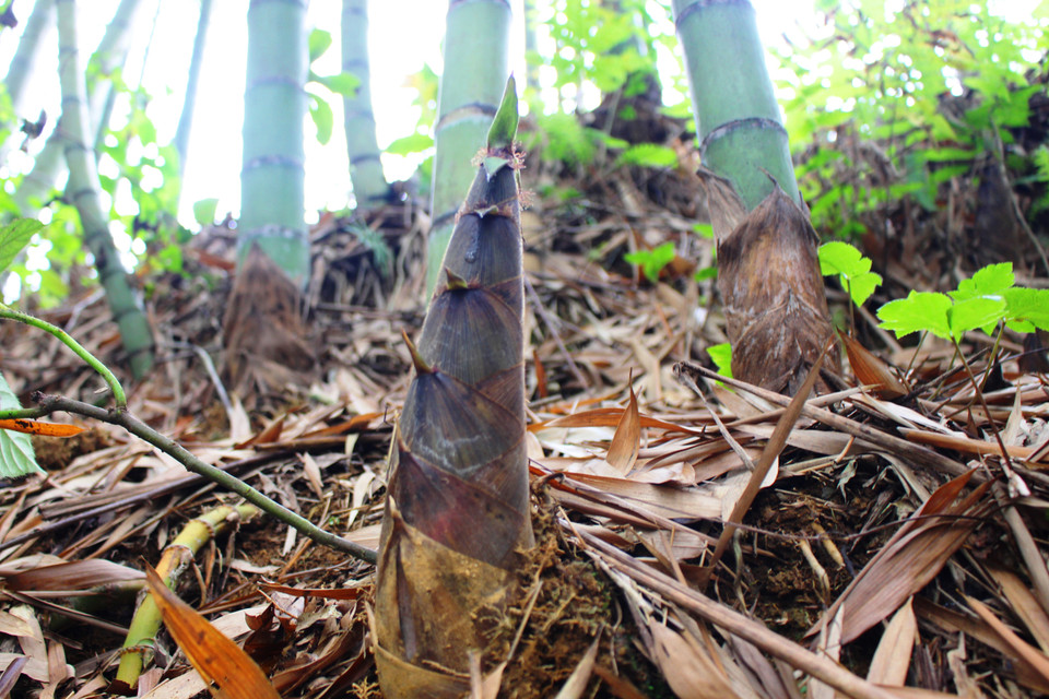 Mầm trúc vươn lên. (Ảnh: Hùng Võ/Vietnam+) 