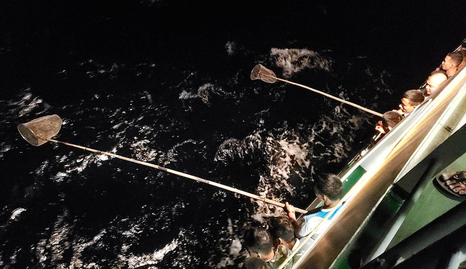 Dùng vợt đợi bắt những con cá chuồn ăn đèn bơi là là trên mặt nước để dùng làm mồi câu cá lớn đại dương. (Ảnh: Hoàng Hùng/TTXVN)