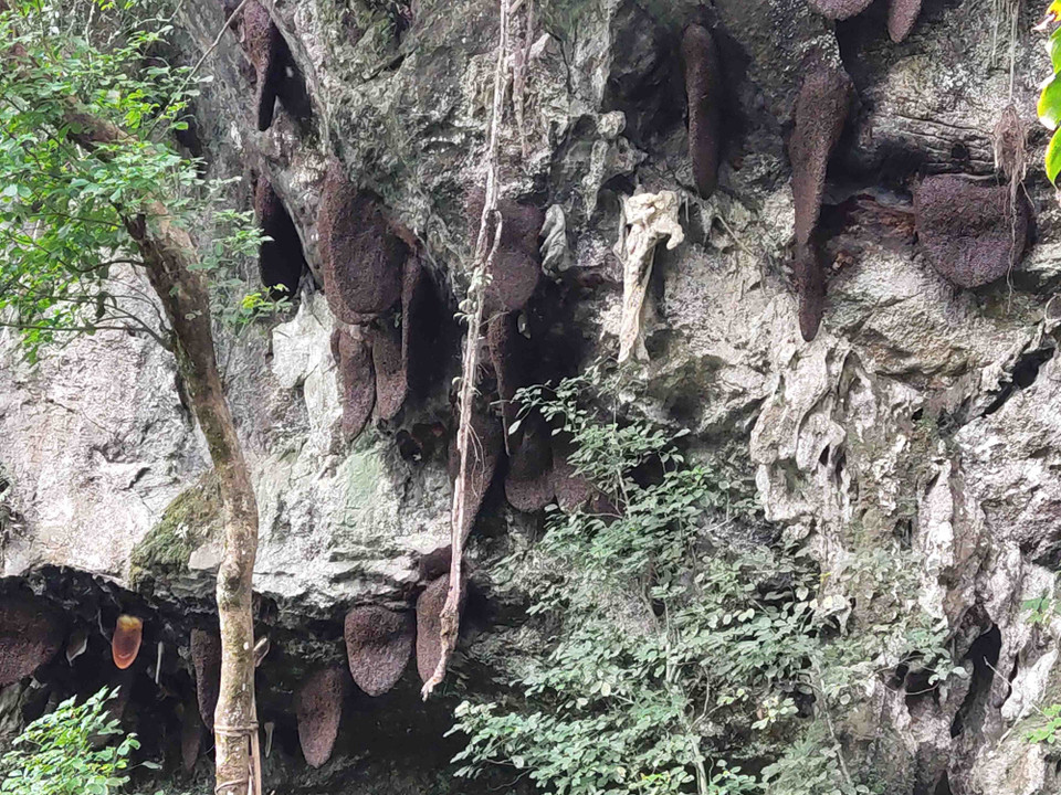 Người dân xóm Hoài Khao có tục cấm phá tổ ong lấy mật nên vẫn giữ được một hang núi có hàng trăm đàn ong làm tổ. Những tổ ong khoái to cỡ như tấm chiếu với hàng triệu con ong bám vào tạo nên một cảnh tượng kỳ vỹ hiếm thấy. (Ảnh: Quốc Đạt/TTXVN)