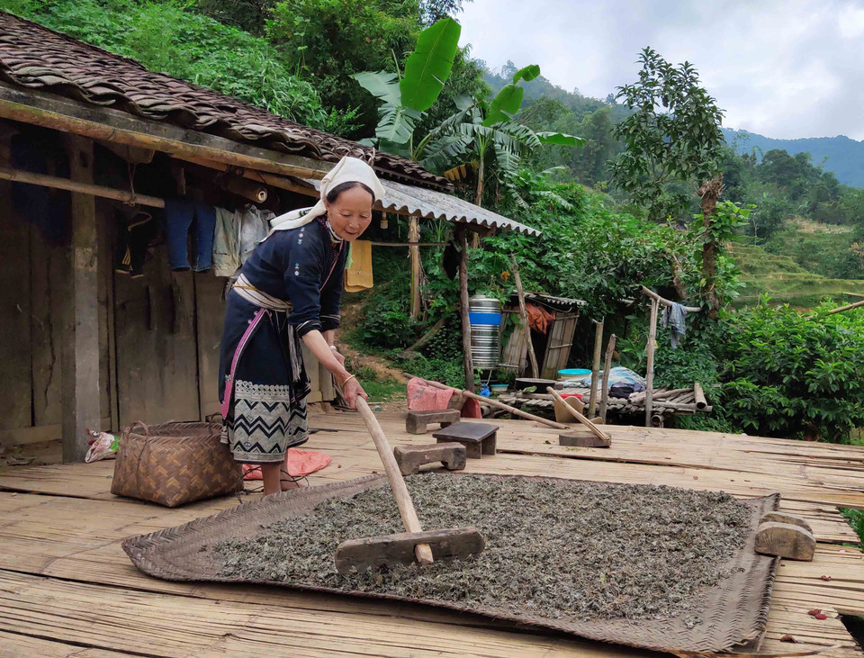 Người dân Hoài Khao có cuộc sống gần gũi thiên nhiên và được thiên nhiên ban tặng nhiều món quà quý giá. Chè dây là một trong những món quà quý đó. Chè dây được hái từ rừng, phơi khô, pha nước uống rất có lợi cho sức khỏe, đặc biệt là những người bị bệnh dạ dày. (Ảnh: Quốc Đạt/TTXVN)