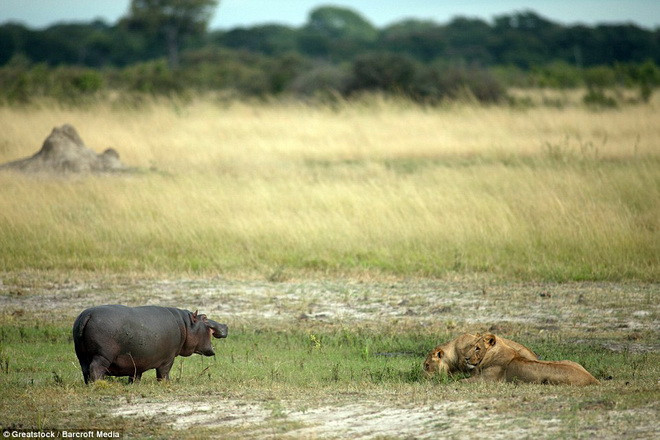 Hai con sư tử bình tĩnh quan sát con mồi. (Nguồn: Barcroft Media)