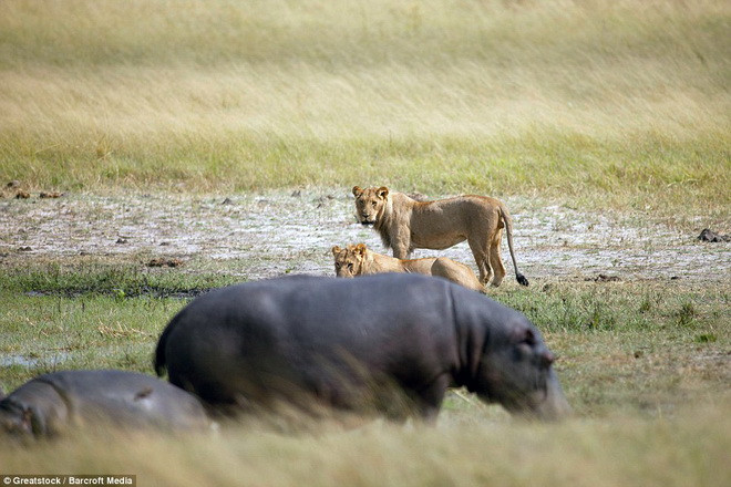 Chú hà mã con tỏ ra không hề sợ hãi bởi mẹ của nó đứng ngay gần đó. (Nguồn: Barcroft Media)