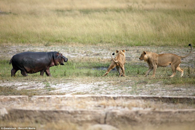 Trong khi hai chú sử tử tìm mọi cách để tiếp cận thì con hà mã cố gắng xua đuổi chúng đi. (Nguồn: Barcroft Media)