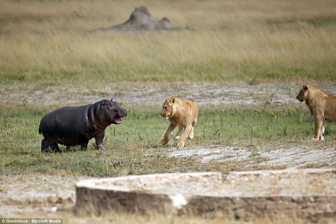 Hai chú sư tử chỉ đứng ở gần quan sát mà không dám tấn công. (Nguồn: Barcroft Media)