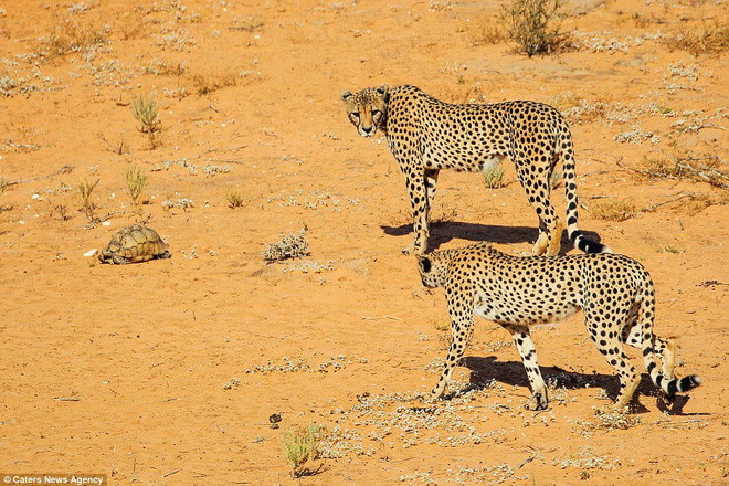 Mai rùa rắn chắc đã khiến hai con báo đốm bối rối. (Nguồn: Caters News Agency)