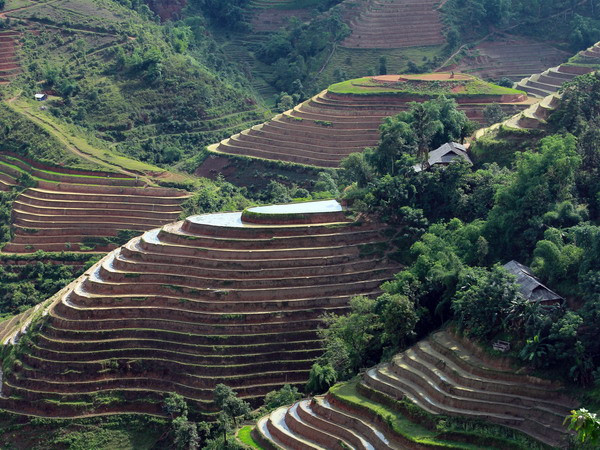Những thửa ruộng bậc thang lung linh dưới ánh nắng mặt trời. (Ảnh: Đỗ Bình)