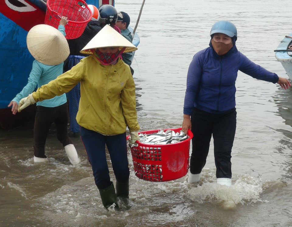 Chuyển cá trích để bán cho thương lái. (Ảnh: Đức Thọ/TTXVN)