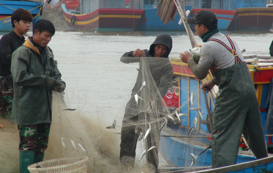 Ngư dân Quảng Bình được mùa, trúng giá cá trích đầu năm. (Ảnh: Đức Thọ/TTXVN)