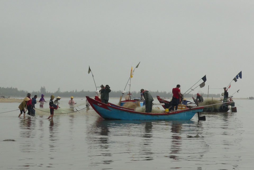 Mùa cá trích của ngư dân Quảng Bình. (Ảnh: Đức Thọ/TTXVN)