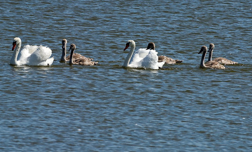 Những chú thiên nga, loài chim được đặt tên cho hòn đảo. (Nguồn: Sputnik)