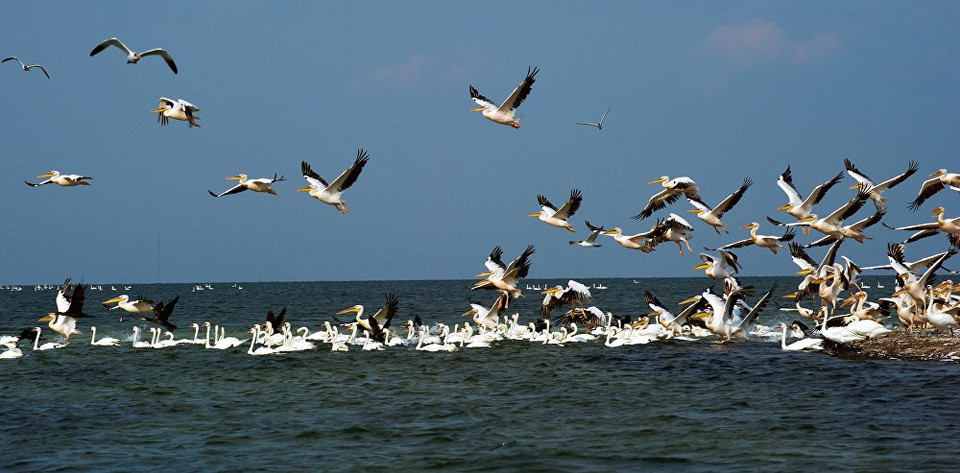 Những chú bồ nông trắng lớn, loài chim có tên trong Sách Đỏ của Nga. (Nguồn: Sputnik)