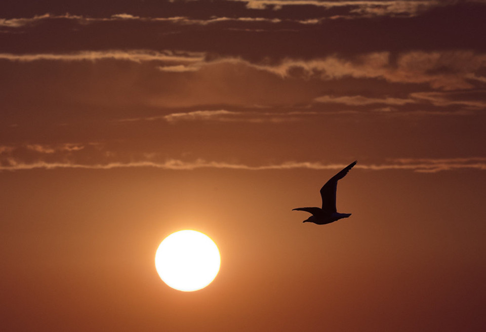 Một cánh chim trong hoàng hôn. (Nguồn: Sputnik)