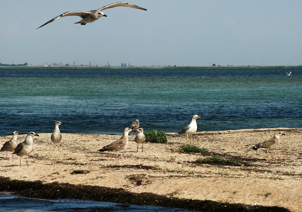 Những chú chim trong khu bảo tồn thiên nhiên của chim săn bắn trên đảo thiên nga. (Nguồn: Sputnik)