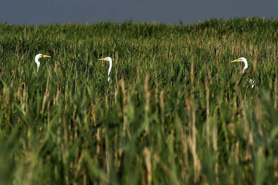 Những chú diệc trắng lớn trong khu bảo tồn. (Nguồn: Sputnik)