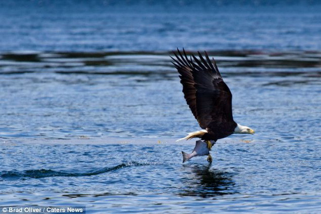 Con đại bàng cắp được chú cá trong chớp mắt. (Nguồn: Caters News Agency)