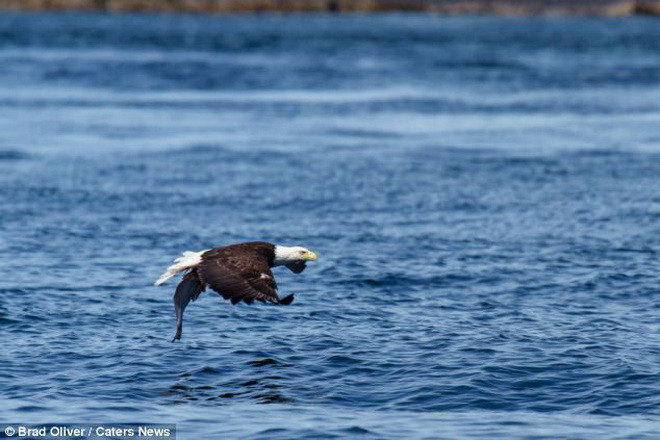 Nhưng con đại bàng đã tận dụng được tốc độ để giành phần thắng. (Nguồn: Caters News Agency)