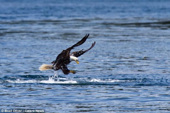 Nhận thấy chú cá bơi gần mặt nước, con đại bàng đã lao xuống. (Nguồn: Caters News Agency)