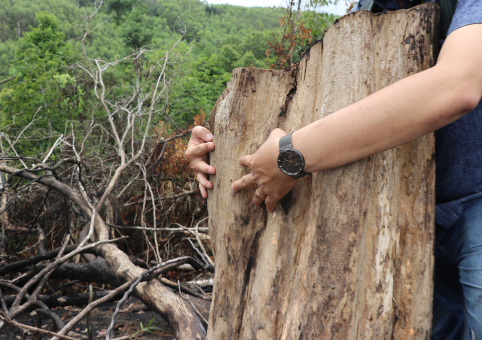  Những cây gỗ to tại rừng phòng hộ hàng chục năm tuổi suối Dĩ đang bị chặt phá. (Ảnh: Phạm Cường/TTXVN)