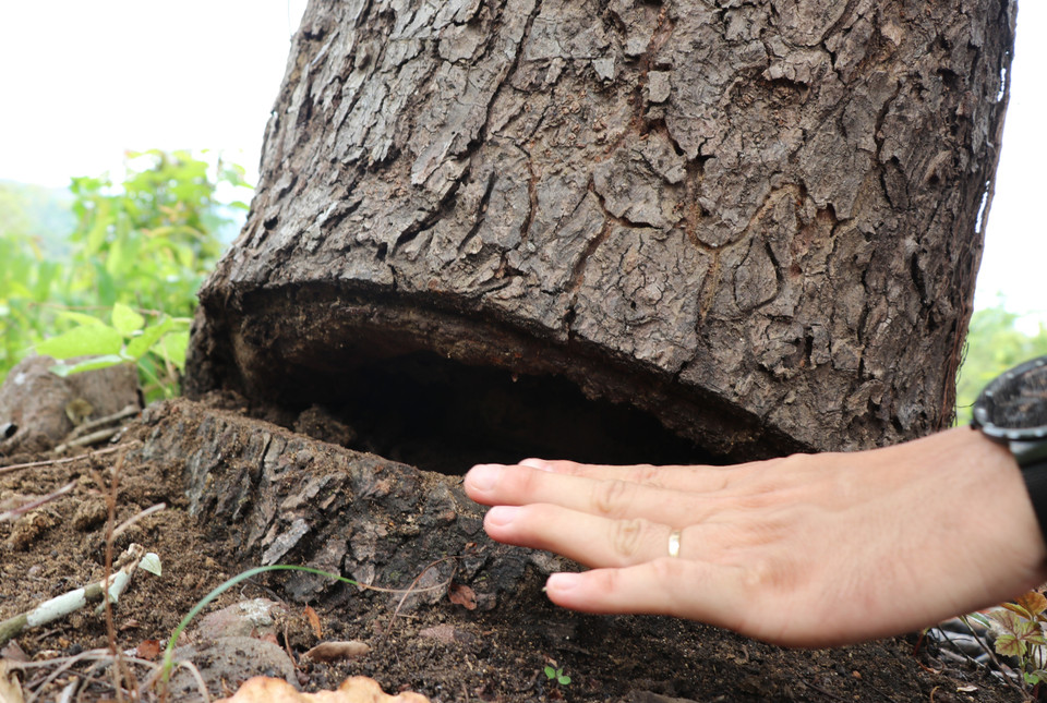 Một số cây to bị cưa ½ gốc mục đích cho cây chết khô sau đó các đối tượng sẽ đốn hạ. (Ảnh: Phạm Cường/TTXVN)