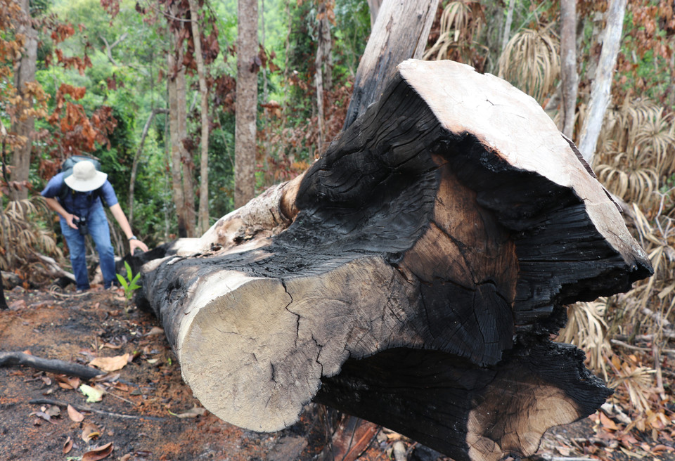 Một cây rừng có đường kính 60cm bị đố hạ ven suối Dĩ, thôn Tân Thành, xã Sơn Hội (Sơn Hòa, Phú Yên). (Ảnh: Phạm Cường/TTXVN)