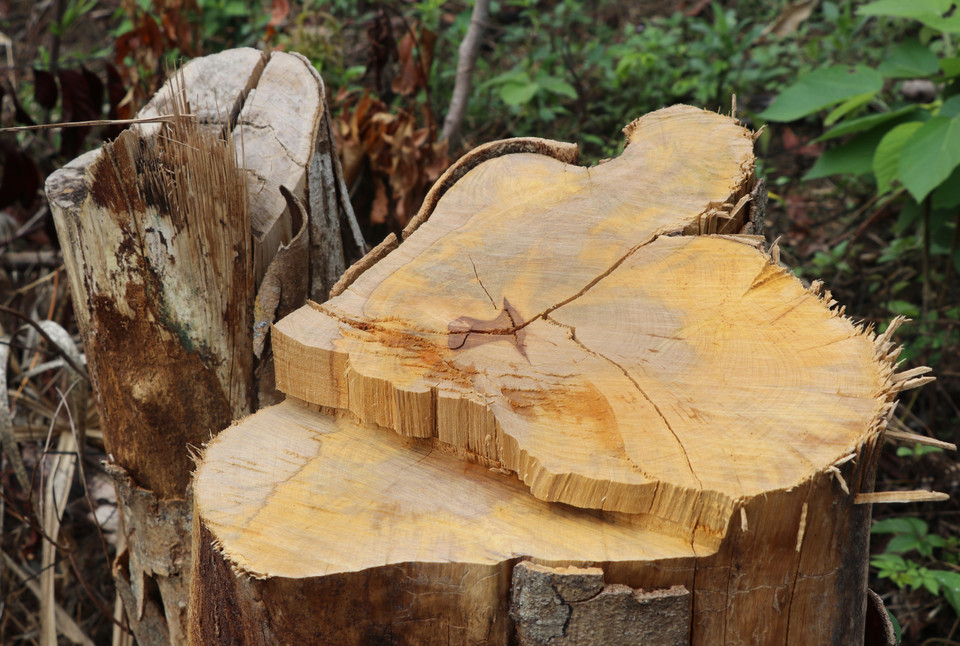 Hiện trường rừng bị phá khu vực ven suối Dĩ, thôn Tân Thành, xã Sơn Hội (Sơn Hòa, Phú Yên). (Ảnh: Phạm Cường/TTXVN)