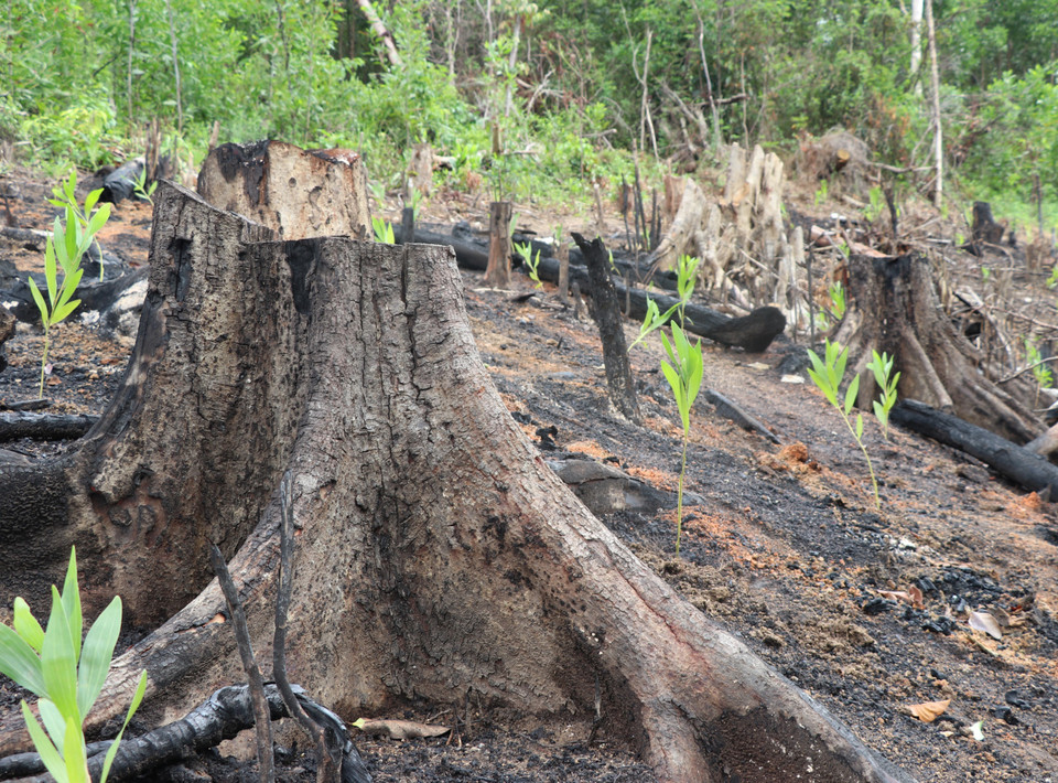 Cây rừng tự nhiên bị phá đến đâu, cây keo mọc lên đến đó. (Ảnh: Phạm Cường/TTXVN)