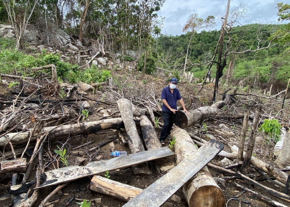 Rừng phòng hộ khu vực suối Sổ, suối Cheo Reo, thôn Tân Thành, xã Sơn Hội (Sơn Hòa, Phú Yên) bị chặt phá. (Ảnh: Phạm Cường/TTXVN)