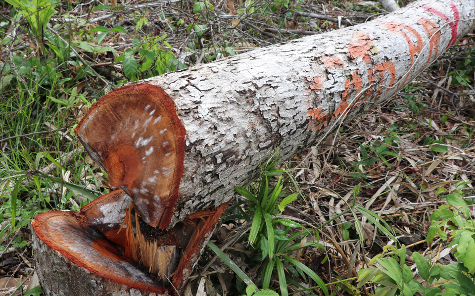 Hiện trường rừng bị phá khu vực dốc Cốc, thôn Tân Thành, xã Sơn Hội (Sơn Hòa, Phú Yên). (Ảnh: Phạm Cường/TTXVN)