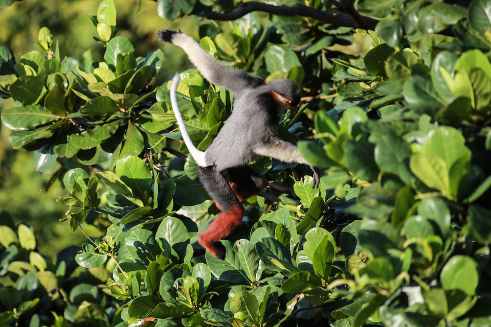 Một pha chuyền cành của chú Voọc