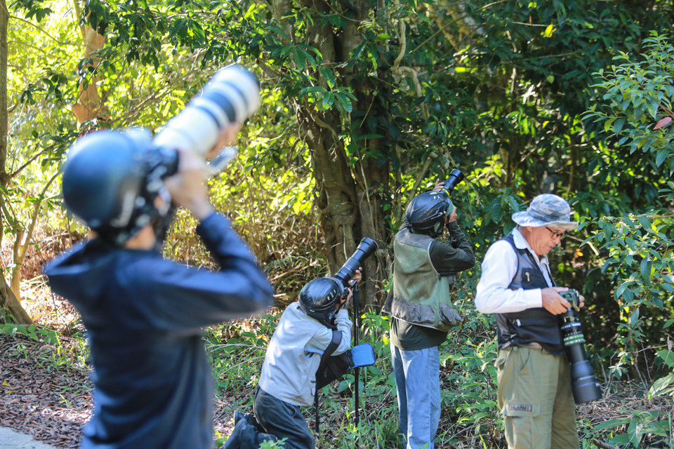 Các thành viên của 'Hội ảnh Voọc Sơn Trà' đang tác nghiệp
