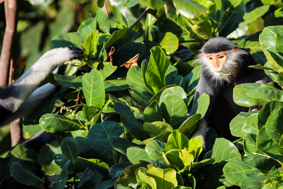 Cuộc sống hạnh phúc của Voọc chà và chân nâu tại Bán đảo Sơn Trà