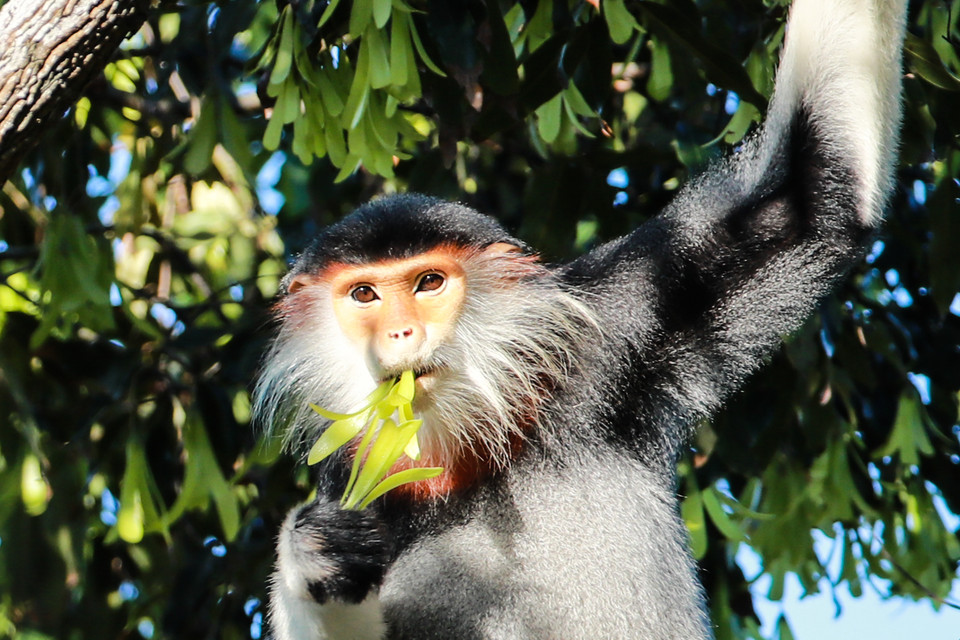Thức ăn của Voọc chà vá chân nâu là những đọt lá non của cây bàng, đa, chò, dẻ, trâm trắng…